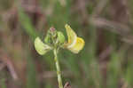 Hairy cowpea